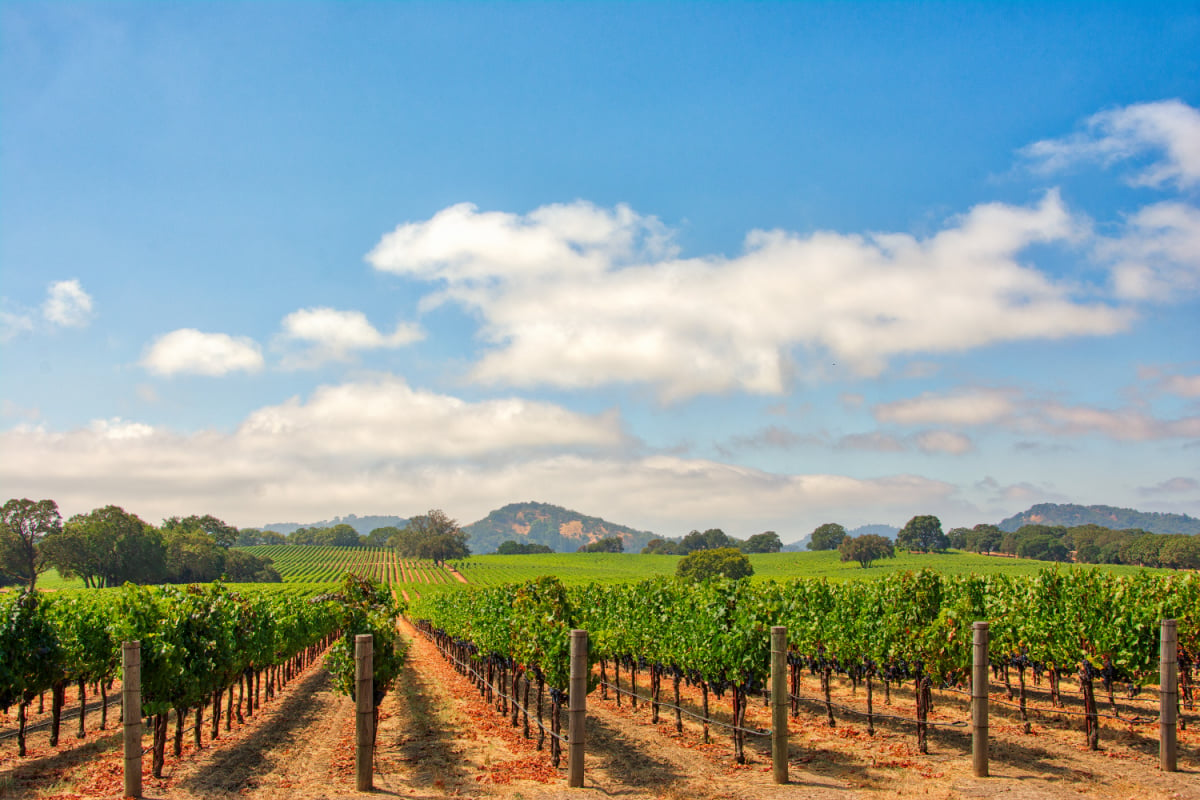 Vineyard in Sonoma County, California